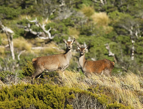 Red Deer